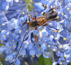 Molorchus longicollis