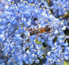 Molorchus longicollis