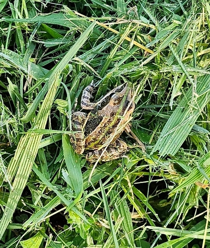Ornate frog