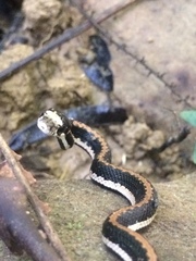 Rhabdophis chrysargoides