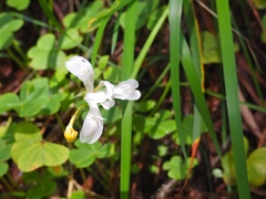 Iris macrosiphon