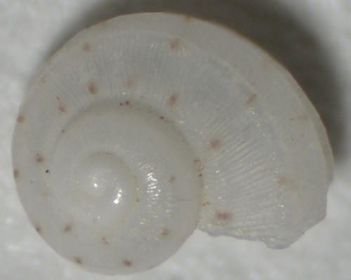 gem cyclostreme