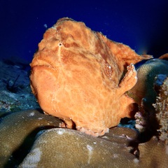 Antennarius commerson image
