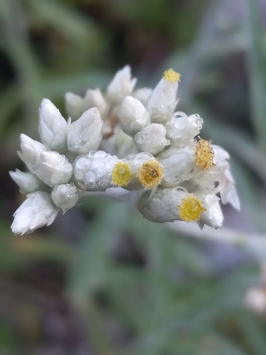Dominicaans viltkruid (Pseudognaphalium domingense)
