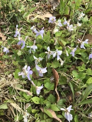 Viola grypoceras