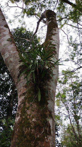 Prosthechea chondylobulbon, photograph 1