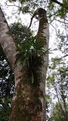 Prosthechea chondylobulbon, photograph (c) Carlos Domínguez-Rodríguez, some rights reserved (CC BY)