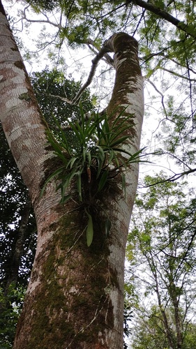 Prosthechea chondylobulbon, photograph 2