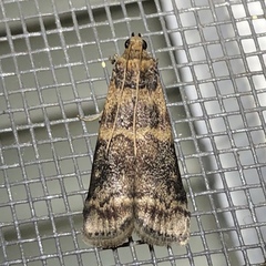 Euzophera ostricolorella