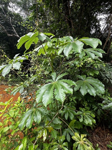 Cecropia concolor