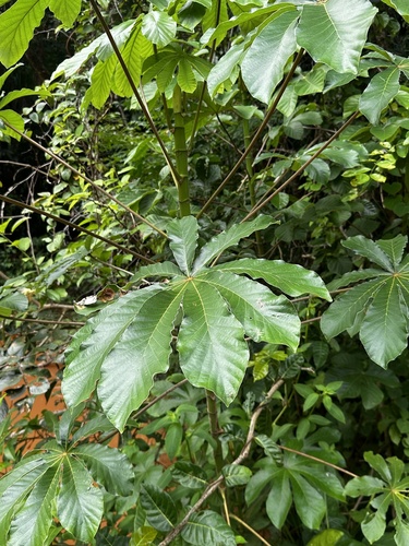 Foto de Embaúba