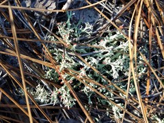 Cladonia leporina