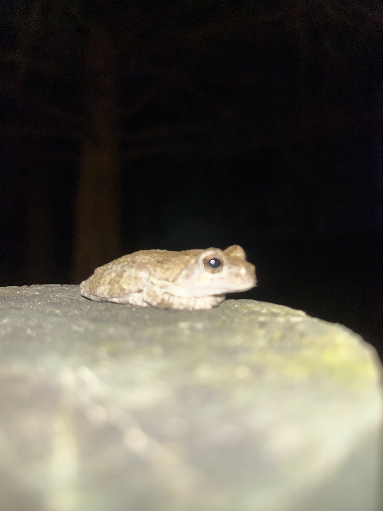 Holarctic Treefrogs from Big Sunflower River, Hollandale, MS, US on