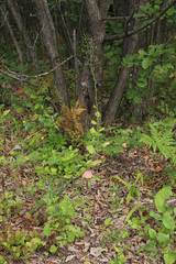 Lactuca raddeana