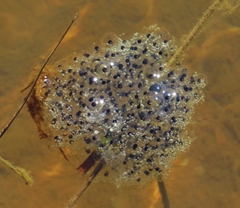 Lithobates sylvaticus image