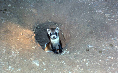 Mustela nigripes