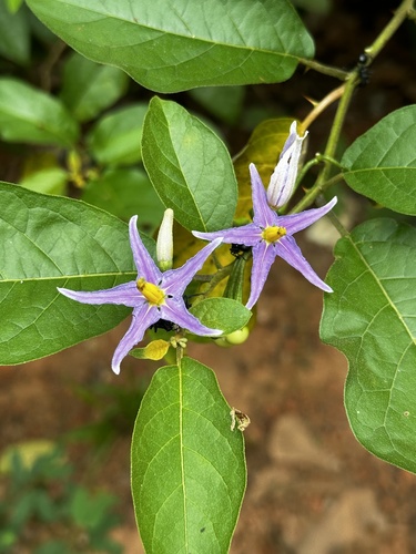 Solanum subinerme