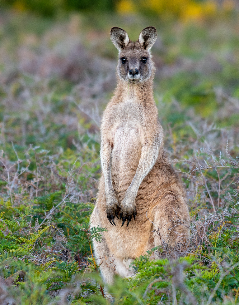 Tasmanian Forester Kangaroo from Narawntapu National Park, Parks and Wildlife Service, 1349