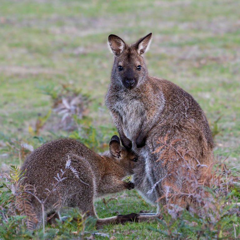 Wallaby from Narawntapu National Park, Parks and Wildlife Service, 1349 Bakers Beach