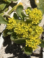 Lepidium flavum