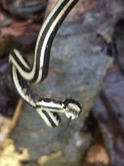 Rhabdophis chrysargoides