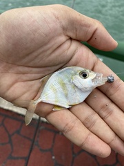 Imposter Trevally photo 3
