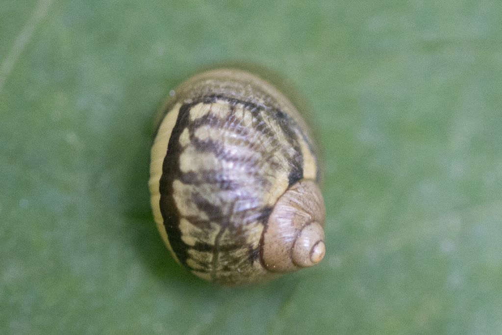 Simpulopsis decussata