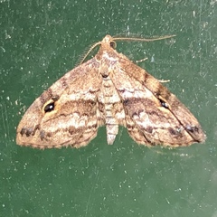 Melanomma auricinctaria