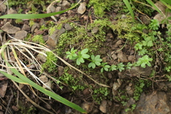 Galium californicum