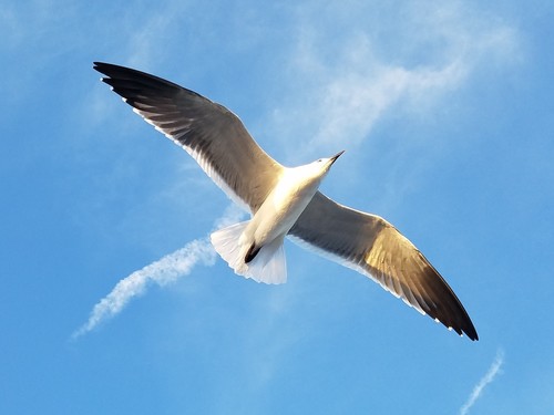 Laughing Gull photographed in Georgia