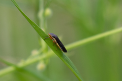 Homalodisca insolita