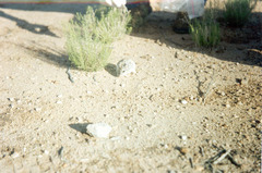 Onychomys leucogaster ruidosae