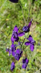 Delphinium variegatum