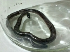 Leptotyphlopidae