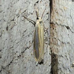 Crambus satrapellus