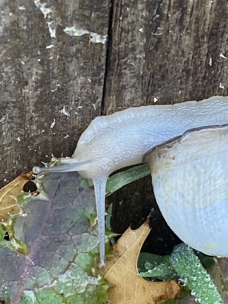 Milk Snail from Alpine Autumn Dr, Austin, TX, US on January 23, 2024 at