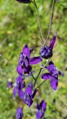 Delphinium variegatum