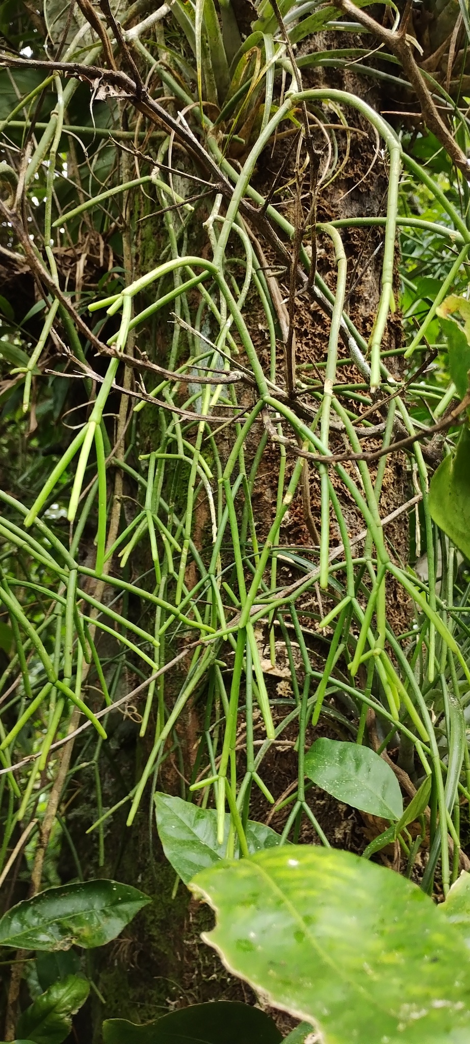 Imagem de Cacto-macarrão