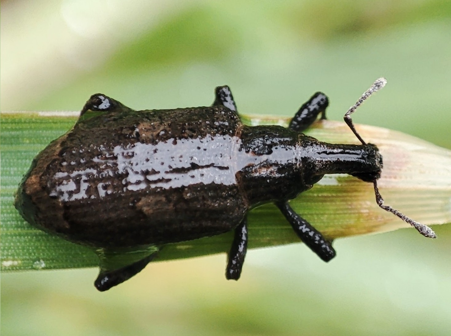 Rhytideres plicatus