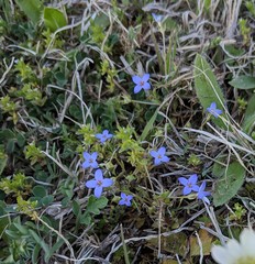 Houstonia pusilla