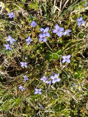 Houstonia pusilla