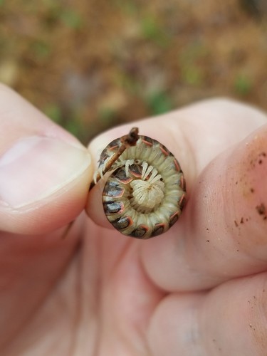 Dicellarius atlanta