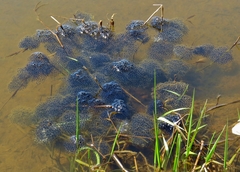 Lithobates sylvaticus image