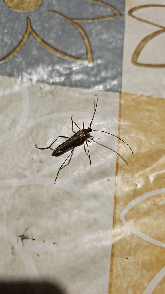 Neholopterus ochraceus