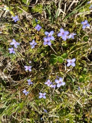 Houstonia pusilla