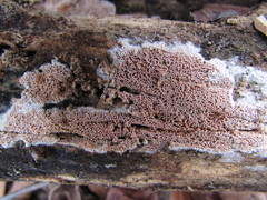 Ceriporia purpurea