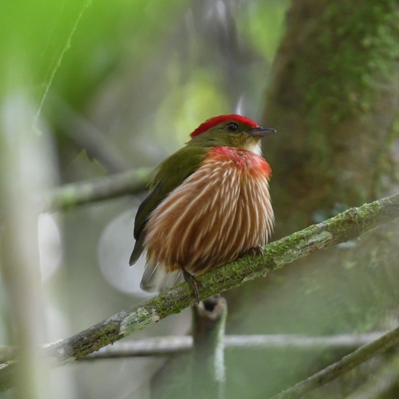 Striolated Manakin (Machaeropterus striolatus), photo 2
