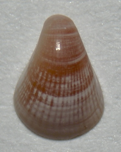 Parastarte triquetra, 2024-01-22