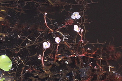Utricularia hydrocarpa