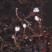 Utricularia hydrocarpa - Photo (c) Pete Woodall, vissa rättigheter förbehållna (CC BY-NC), uppladdad av Pete Woodall